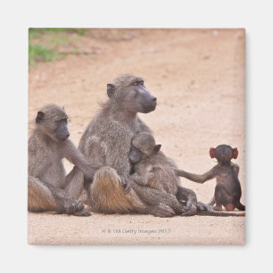 Baboon family sitting on ground magnet