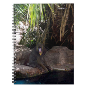 Baboon In Paradise, Notebook