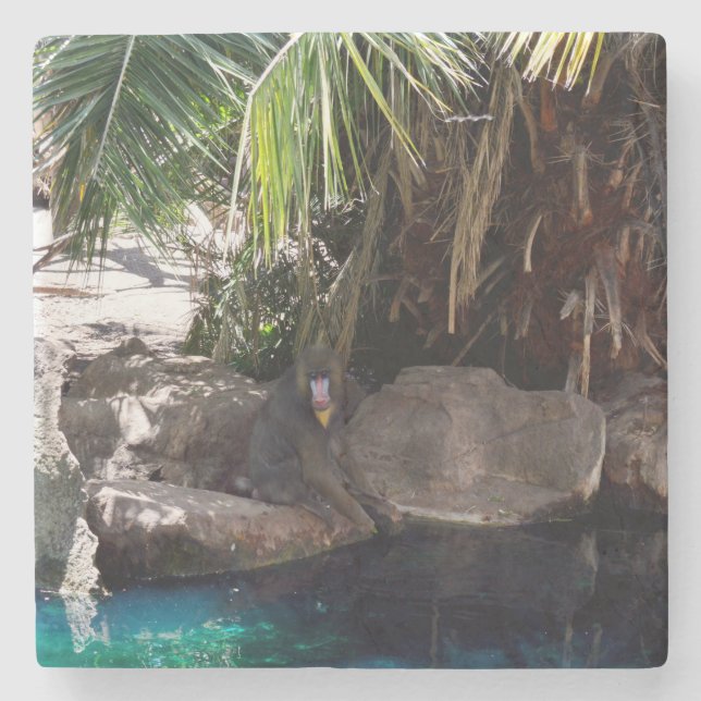 Baboon In Paradise, Stone Coaster (Front)