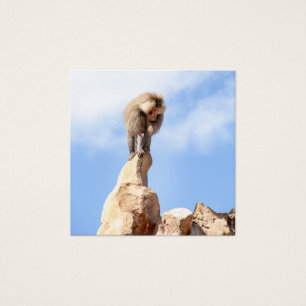 Baboon monkey on top of a mountain