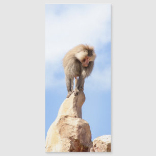 Baboon monkey on top of a mountain