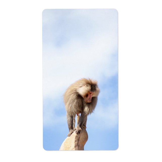Baboon monkey on top of a mountain (Front)