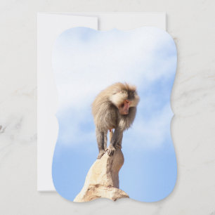 Baboon monkey on top of a mountain card