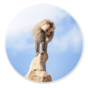 Baboon monkey on top of a mountain ceramic knob