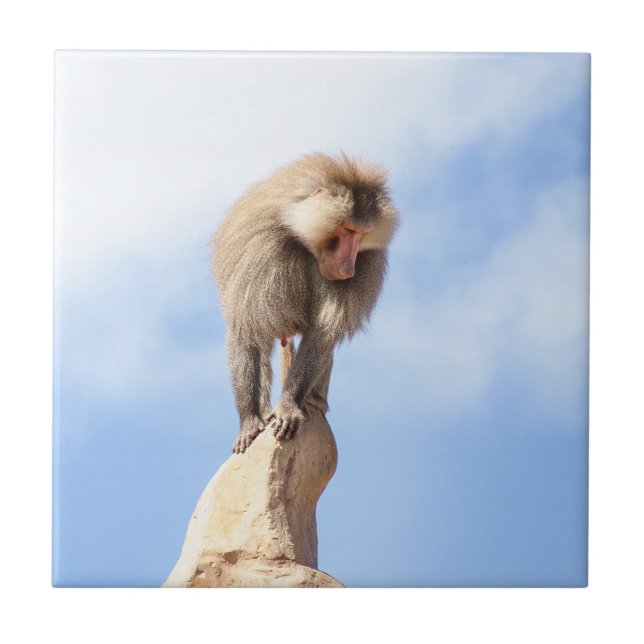 Baboon monkey on top of a mountain ceramic tile (Front)