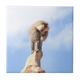 Baboon monkey on top of a mountain ceramic tile