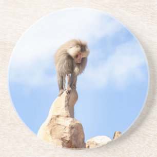 Baboon monkey on top of a mountain coaster