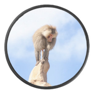 Baboon monkey on top of a mountain hockey puck
