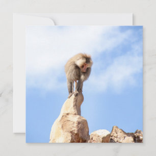 Baboon monkey on top of a mountain holiday card