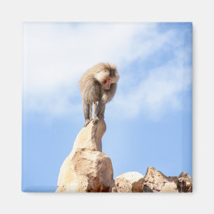 Baboon monkey on top of a mountain magnet
