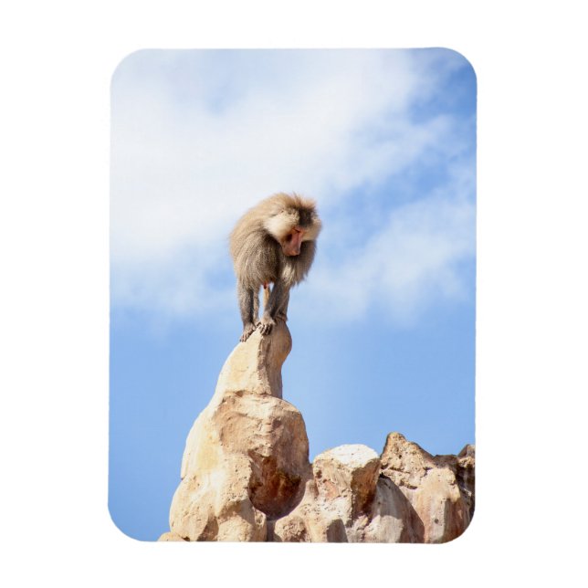 Baboon monkey on top of a mountain magnet (Vertical)