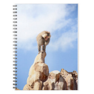 Baboon monkey on top of a mountain notebook