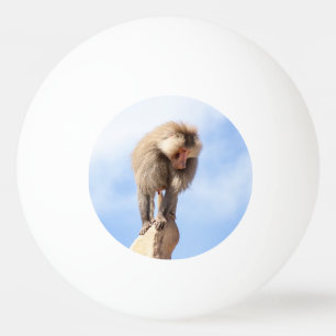 Baboon monkey on top of a mountain ping pong ball