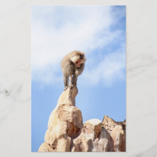 Baboon monkey on top of a mountain stationery