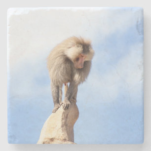 Baboon monkey on top of a mountain stone coaster