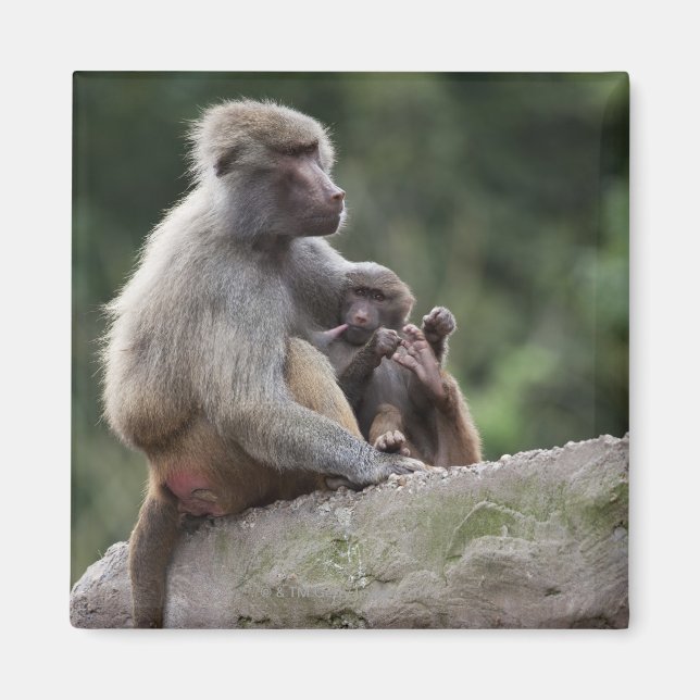 Baboon mother nursing her young magnet (Front)