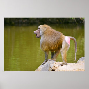 Baboon on rock poster