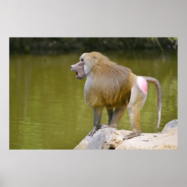 Baboon on rock poster (Front)