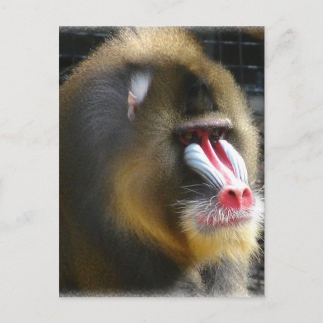 Baboon Postcard (Front)