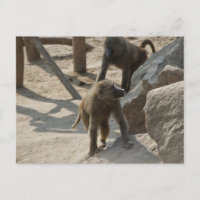 Baboon Postcard