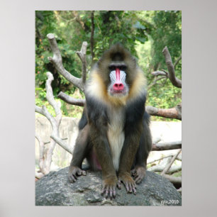 Baboon Poster