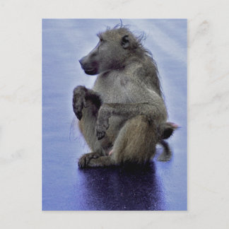 Baboon Sitting Postcard