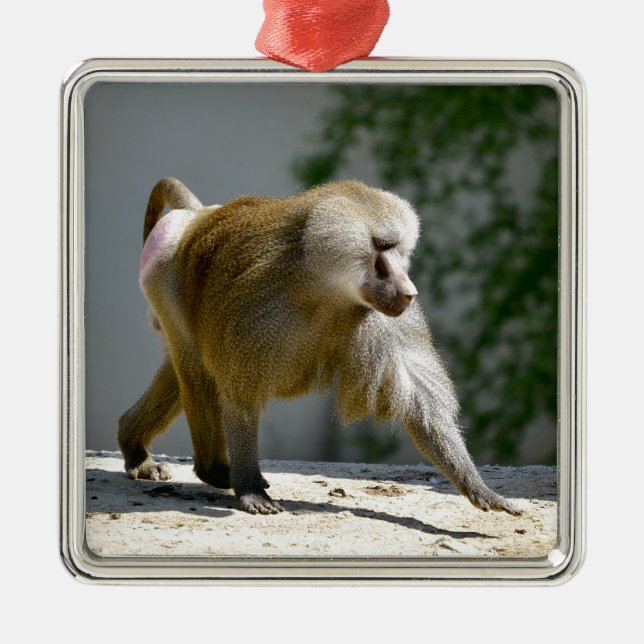 Baboon walking on ground metal ornament (Front)