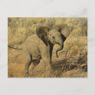 Baby African Elephant, Loxodonta Africana, Postcard