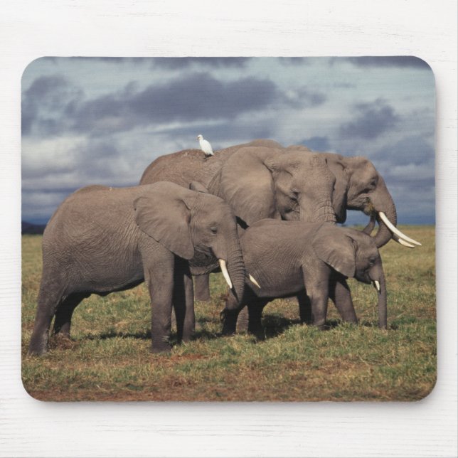 Baby African Elephant with family Mouse Pad (Front)