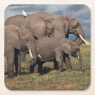 Baby African Elephant with family Square Paper Coaster