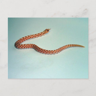 Baby Albino Hognose Snake Card