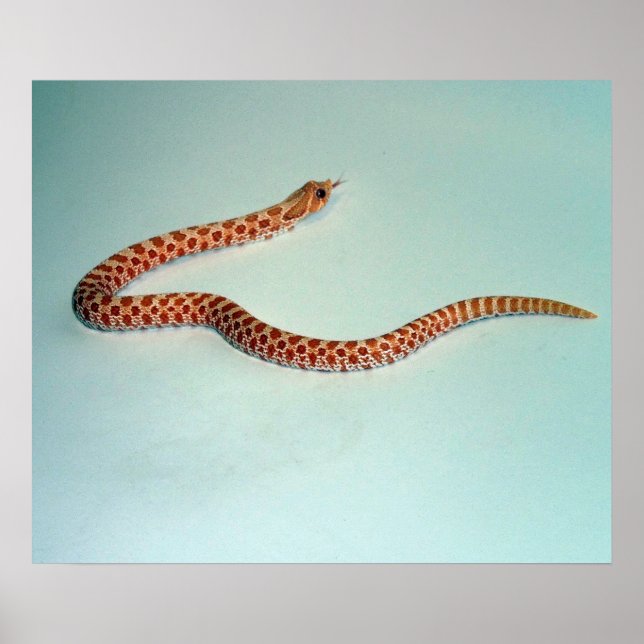 Baby Albino Hognose Snake Poster/Pring Poster (Front)