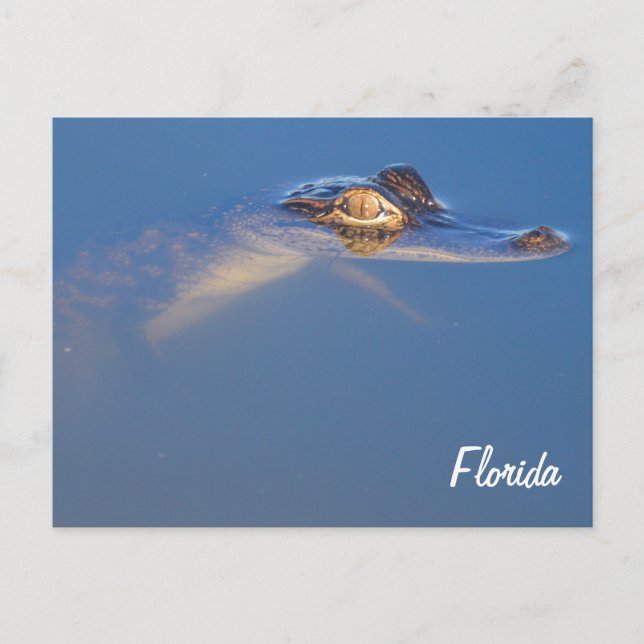 Baby Alligator Postcard (Front)