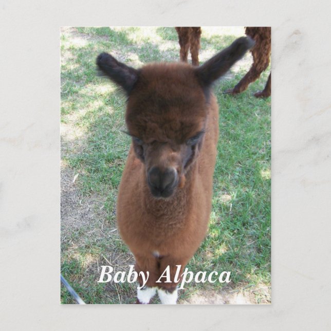 Baby Alpaca Gena Postcard (Front)