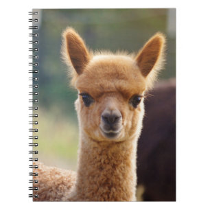 Baby Alpaca Spiral Notebooks