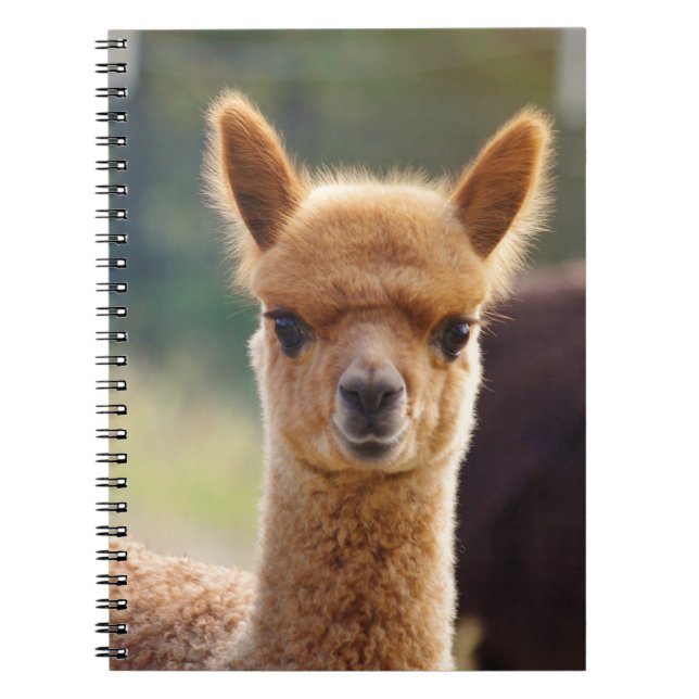 Baby Alpaca Spiral Notebooks (Front)