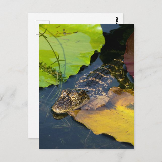 Baby American Alligator - Wildlife Photography Postcard (Front/Back)
