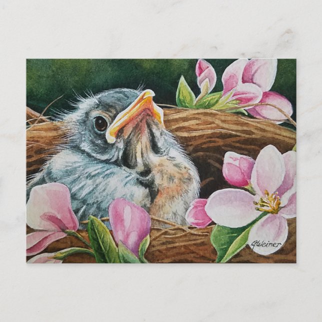 Baby American Robin Bird in Nest Watercolor Art  Postcard (Front)