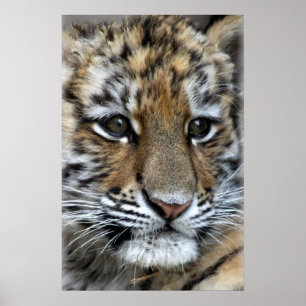 Baby Amur Tiger Cub Portrait Poster