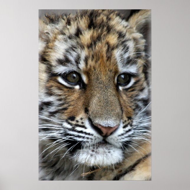 Baby Amur Tiger Cub Portrait Poster (Front)