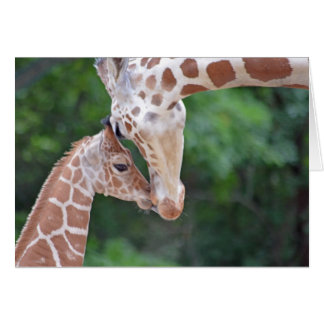 Baby and Mother Giraffe