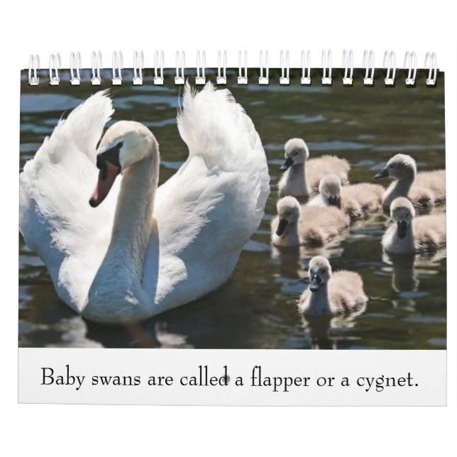 Baby animals calendar (Back)