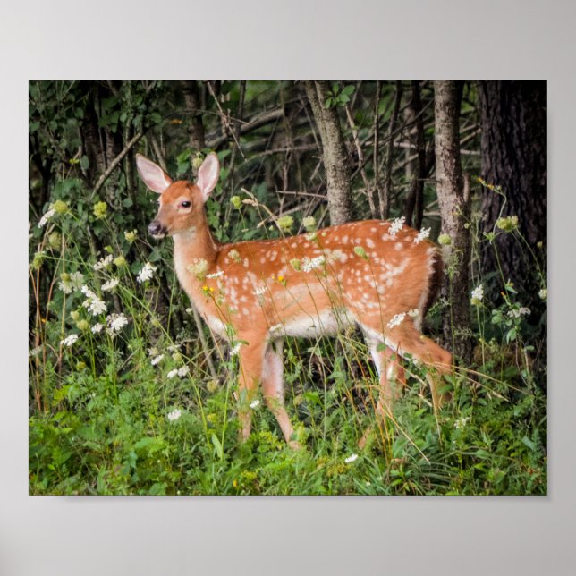 Baby Animals Fawn Deer Poster (Front)