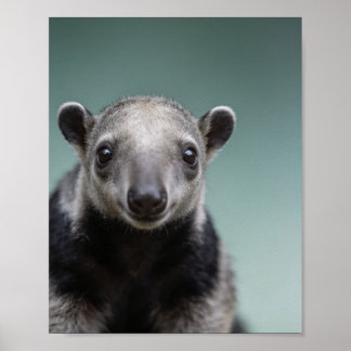 Baby Anteater Portrait – Cute Nursery Animal Wall  Poster