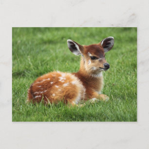 Baby Antelope Postcard