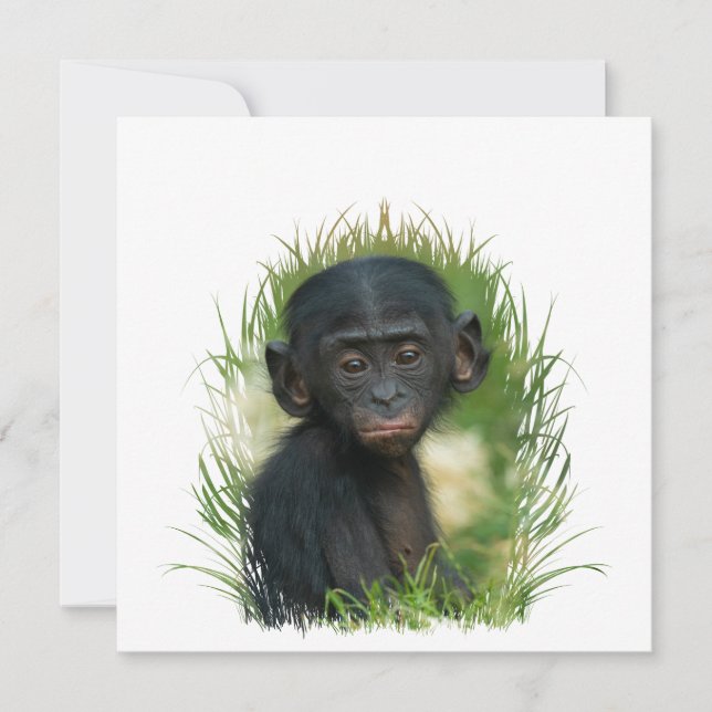Baby Ape In the Grass (Front)