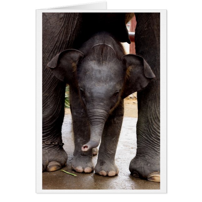 Baby Asian Elephant gift card - 03 (Front)