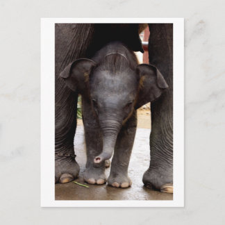 Baby Asian Elephant Postcard