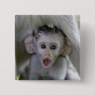 Baby baboon underneath its mother 15 cm square badge