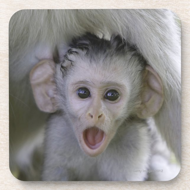 Baby baboon underneath its mother coaster (Front)